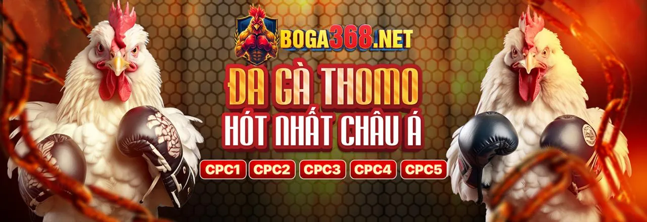 Gà chiến mv88bet chuẩn bị thi đấu trực tuyến